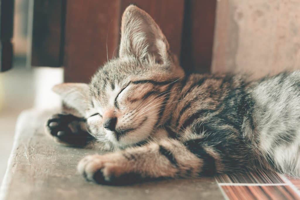 Close up photography of sleeping tabby cat